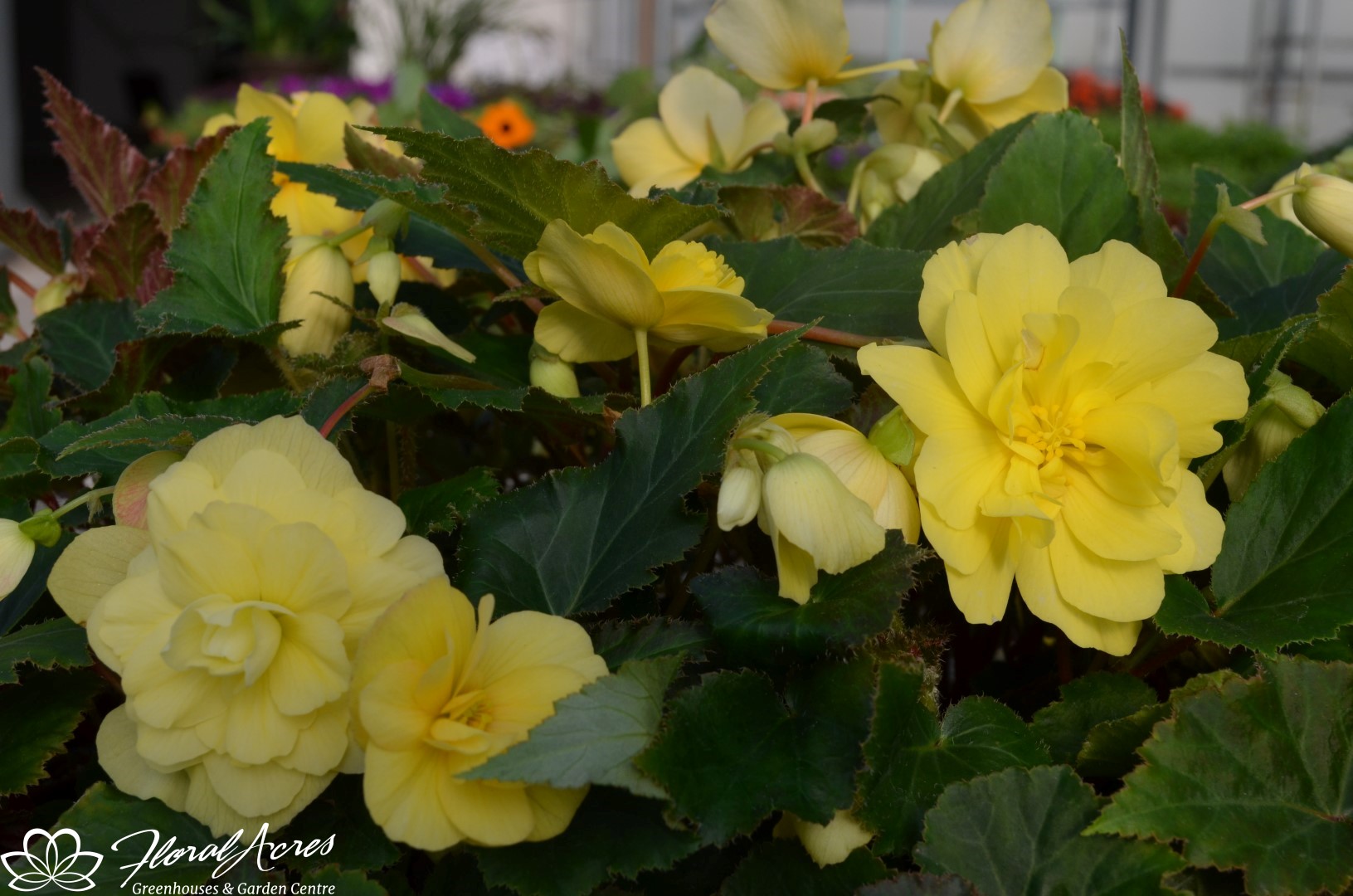 Begonia Illumination Lemon Floral Acres